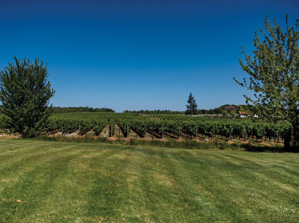 Vignes Medoc Chambre d'hôte